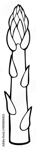 Simple black and white line art illustration of an asparagus spear with visible scales