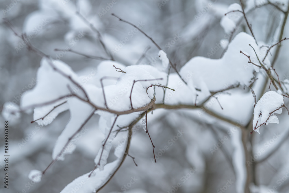 Fototapeta premium Snowy twig outline, Soft snow covers branch, Delicate silhouette of branch beneath snow, Closeup view of snowcovered branch with soft background and grainy texture