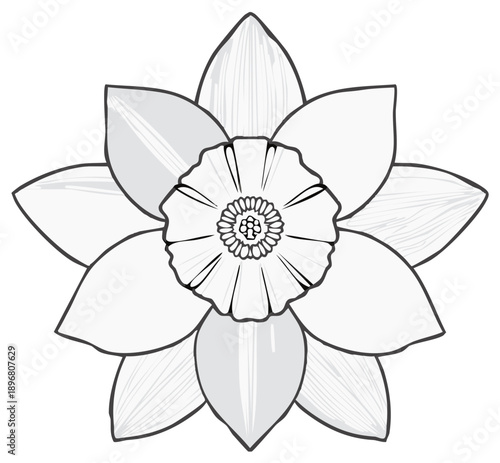 Black and white illustration of a daffodil flower showing petals and center details, floral design.