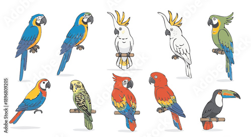 Collection of colorful parrots and toucans illustration.