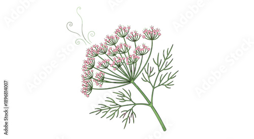 Hand-drawn botanical illustration of a dill or fennel plant with delicate green leaves and clusters of small pink flowers.