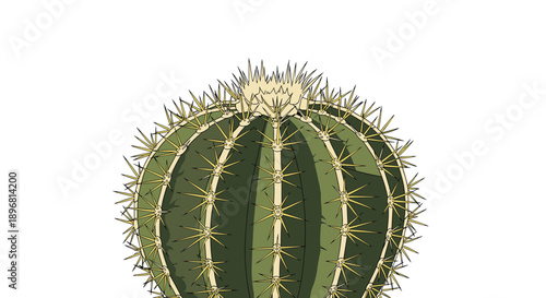 Detailed botanical illustration of a round green cactus covered in sharp yellow spines and topped with a cluster of pale bristles.
