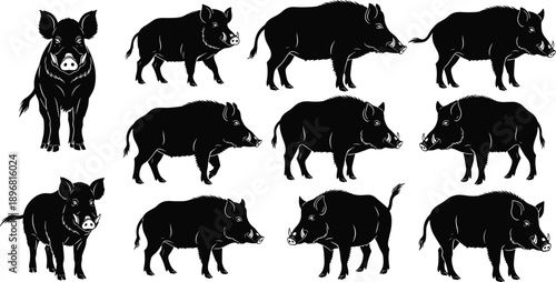 Wild boar silhouette collection with multiple poses isolated on white background black vector illustration wildlife animal design set
