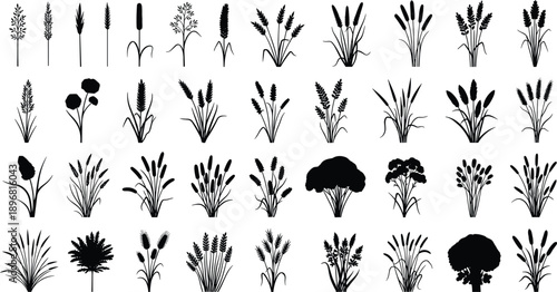 Wild grass and reed silhouette set with meadow flowers and plants isolated on white background black vector collection botanical design