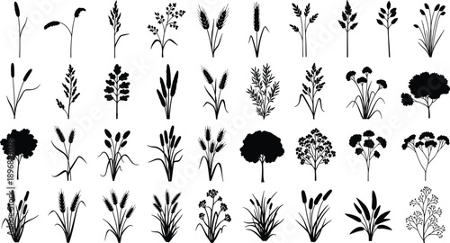 Wild meadow plant silhouette set with grasses reeds flowers and shrubs isolated on white background black vector botanical illustration collection