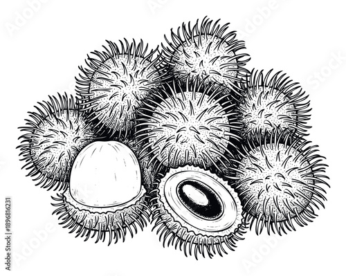 Black and white tropical rambutan fruit drawing perfect for Asian cuisine menus food packaging labels educational materials and exotic fruit recipe books to evoke a fresh and natural feeling