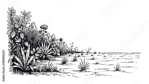 A detailed black and white depiction of diverse plant life transitioning into a dry cracked desert landscape suitable for environmental reports and educational presentations
