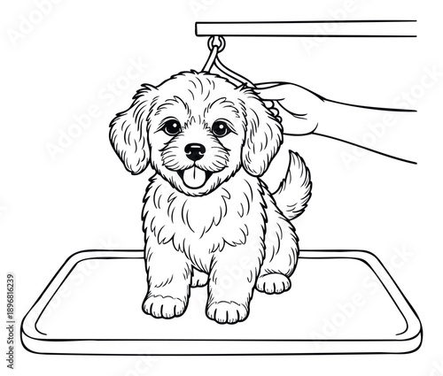 Adorable fluffy puppy sits on a grooming table with a professional hand holding its collar for a perfect pet care salon service or veterinary clinic promotional material