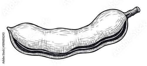 Detailed hand drawn graphic of a fresh edamame pod perfect for culinary publications healthy eating guides and plant based food promotions