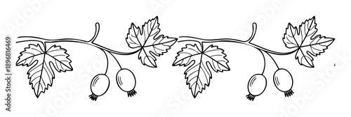 Black outline drawing featuring two gooseberry branches with lush leaves and ripe berries, perfect for natural themed decorations, elegant frame compositions, or childrens coloring pages