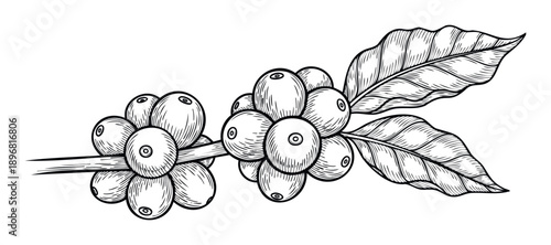 A vintage engraved style drawing of a coffee branch showcasing ripe coffee beans and leaves, ideal for beverage packaging, cafe branding, or decorative kitchen prints.