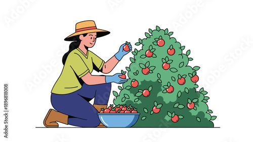 Hardworking woman wearing a straw hat picks ripe red apples from a green tree into a large blue bowl in an orchard.