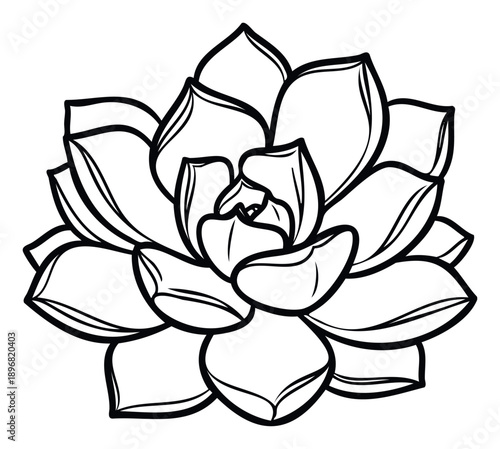 A stylized botanical outline drawing of a beautiful echeveria succulent plant, perfect for minimalist natureinspired designs, graphic assets, decorative prints, or unique branding elements.