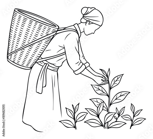 A diligent woman tea picker wearing traditional attire and carrying a large woven basket harvests fresh leaves from the plantation, ideal for agriculture, food, beverage, and cultural