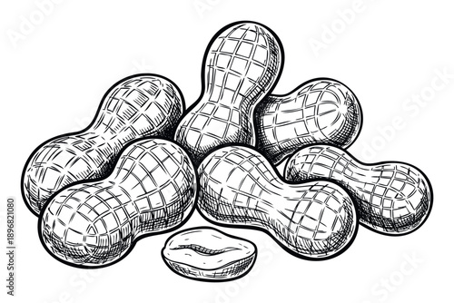 Classic hand drawn style peanuts in shells and a kernel perfect for food packaging, snack product labels, or healthy eating promotions