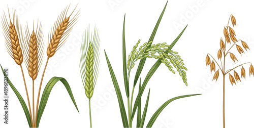 Botanical illustration of wheat, barley, rice, and oats, detailed cereal grain plants agriculture food science educational drawing