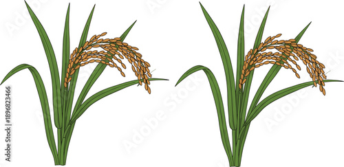 Mature rice plant illustration with golden grains, agricultural crop drawing, botanical farming design, ripe harvest food concept artwork