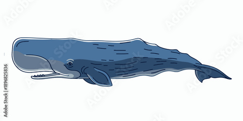 Blue Whale Illustration on White Background.