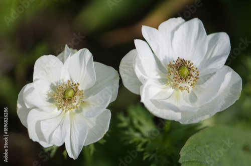 A Pair of White Anemone Flowers in Full Bloom in Spring Garden. Anemone coronaria