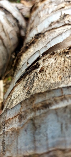 Close-Up of Weathered Tree Bark Texture with Cracks and Peeling Layers - Natural Background for Creative Projects