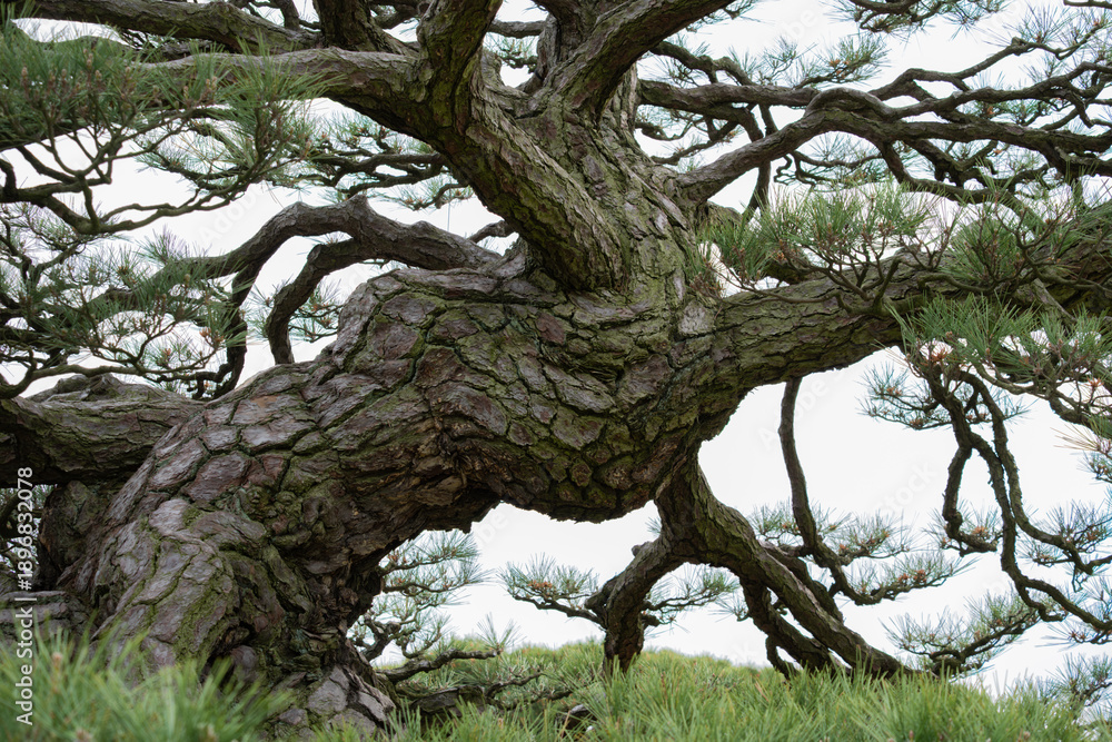 Obraz premium 力強い松の木の樹皮