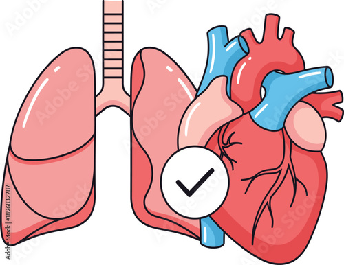 Human Heart and Lungs Health Icon with Medical Check Mark Symbol for Cardiology, Pulmonology, Diagnosis, and Healthcare Design