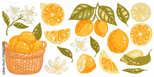 A colorful illustration of citrus fruits blossoms and leaves