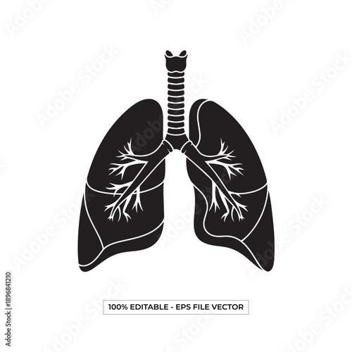 Anatomical illustration of human lungs and trachea from a frontal viewpoint showing detailed bronchial structure
