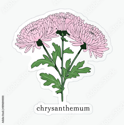 Chrysanthemum Flower Illustration - Pink Botanical Drawing with Detailed Petals and Stems