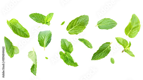Fresh green mint leaves scattered on white background herbs and spices for cooking and healthy eating