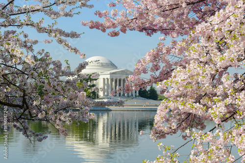 Fotografie Cherry Blossom Festival at Thomas Jefferson Memorial - Circa Tidal Basin, Washington D