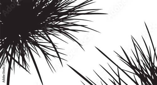 Silhouette of palm fronds against white background at sunset