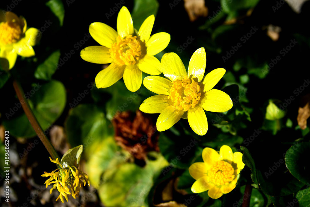 Obraz premium ヒメリュウキンカの花