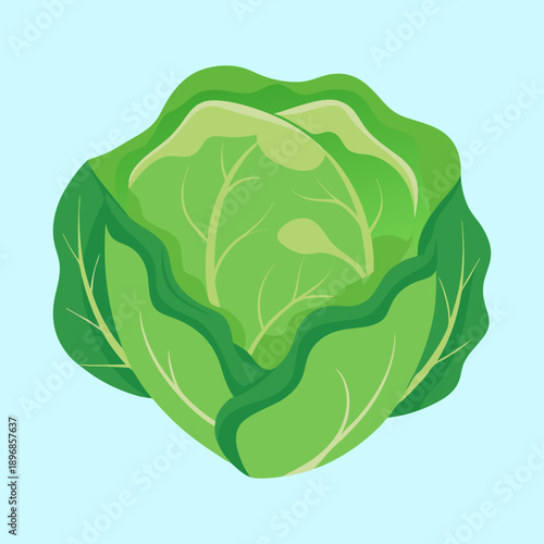 Illustration of a head of cabbage with a light blue background