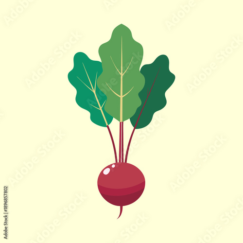 vector illustration of beet greens