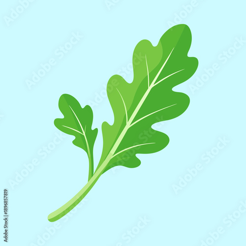 vector illustration of a arugula