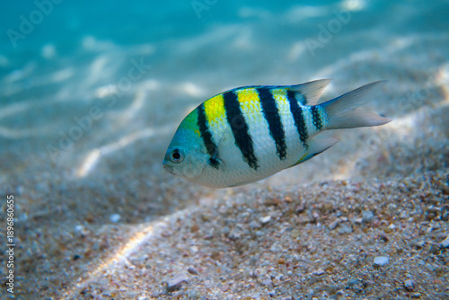 Photos Indo-Pacific Sergeant Major (Abudefduf vaigiensis) swimming in shallow tropical