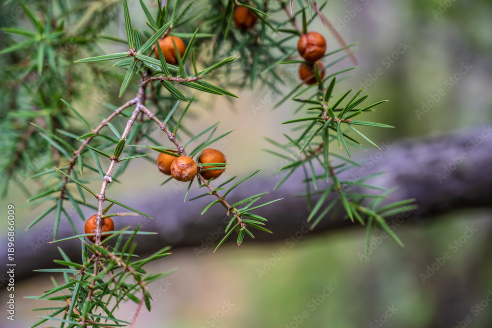 Fototapeta premium Juniper berries scene, Juniper sprig displaying amber berries and sharp needles, Detailed shot of juniper branch with berries and foliage