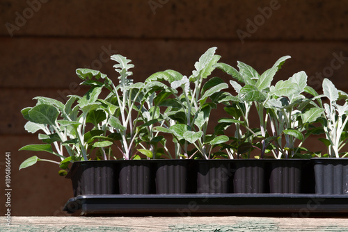 A box of flower seedlings