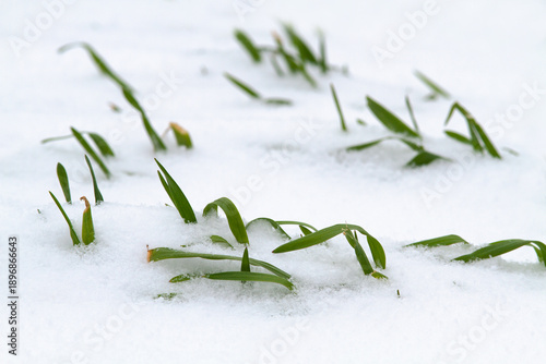 shoots of winter rye stick out from under the snow