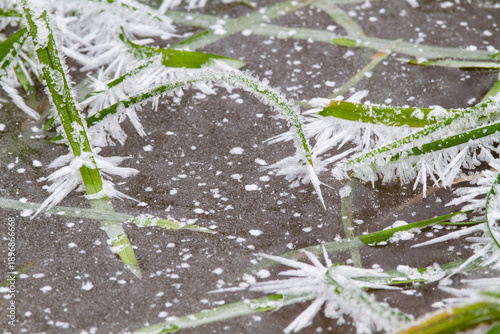 the green grass is covered with frost on a frosty day