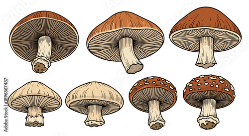 A detailed collection of various wild mushroom species, showcasing their unique caps, gills, and stems in an illustrative style.