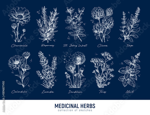 Quadro em tela Set of hand-drawn ink sketch medicinal herbs: chamomile, rosemary, St