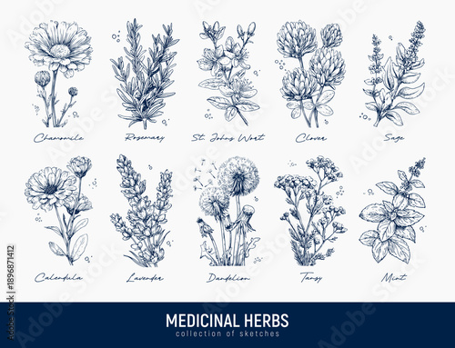 Set of hand-drawn ink sketch medicinal herbs: chamomile, rosemary, St. John's wort, clover, sage, calendula, lavender, dandelion, tansy, mint