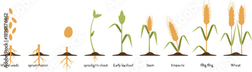 Wheat Growth Stages Diagram Vector Illustration Showing Seed Germination to Mature Plant Lifecycle