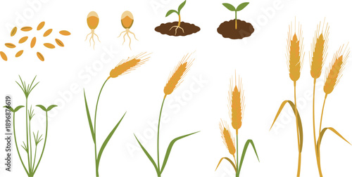 Wheat Plant Growth Stages Vector Illustration from Seed Germination to Mature Crop Lifecycle