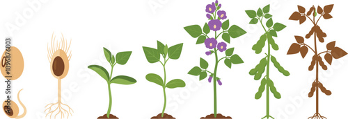 Plant Growth Stages Vector Illustration from Seed Germination to Flowering and Mature Plant