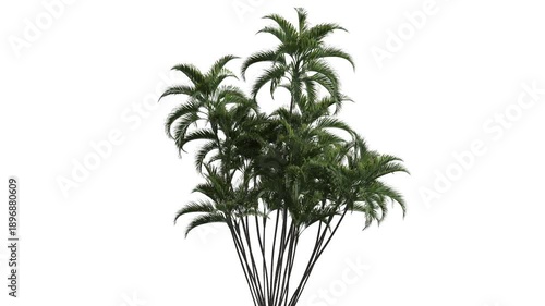 Palm tree at a white background. Natural background.