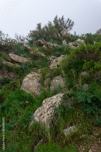 tree in the mountains