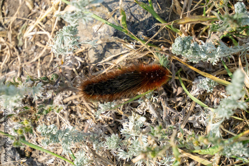 Caterpillar on a grass